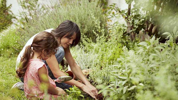 Mother and daughter planting garden plants.